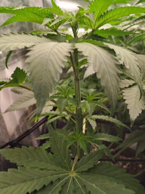 RS11 (Rainbow Sherbet). Week 5