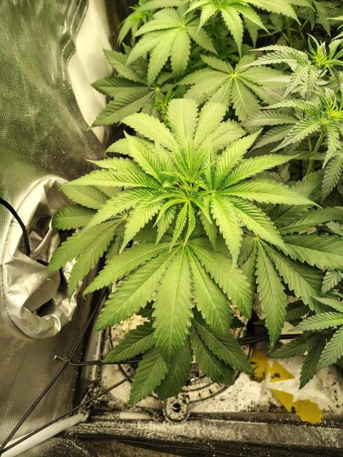 RS11 (Rainbow Sherbet). Week 5