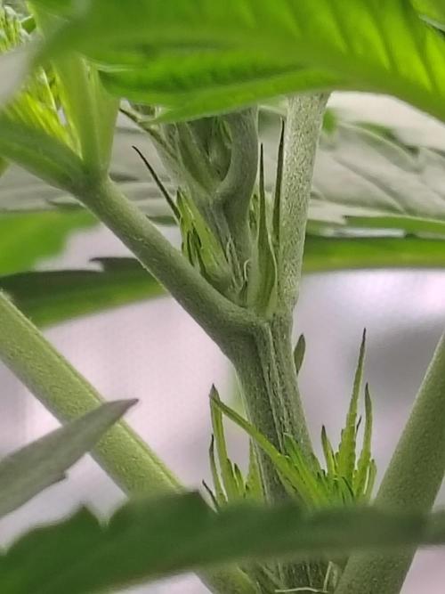 RS11 (Rainbow Sherbet). Week 5