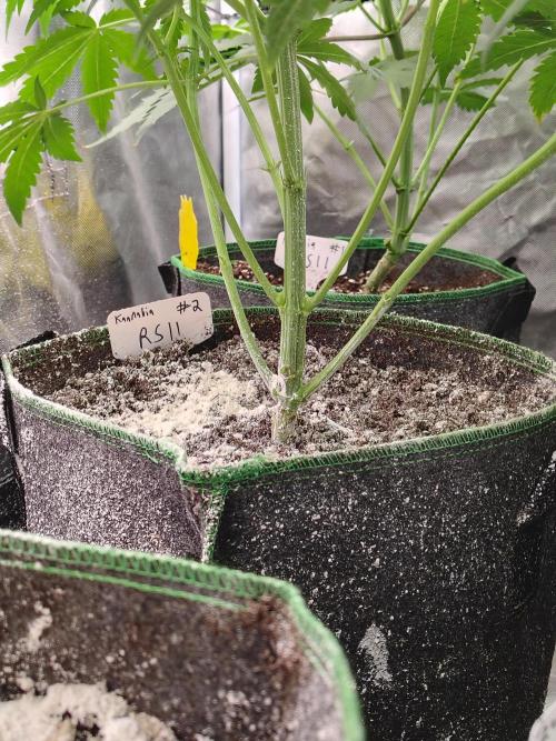 RS11 (Rainbow Sherbet). Week 5