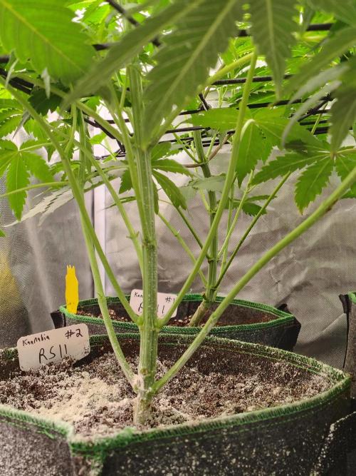 RS11 (Rainbow Sherbet). Week 5