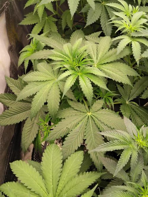 RS11 (Rainbow Sherbet). Week 5