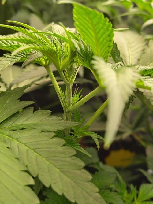 RS11 (Rainbow Sherbet). Week 5