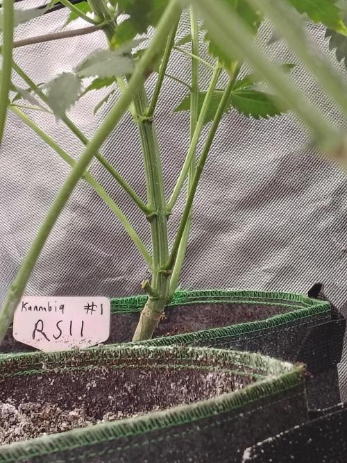 RS11 (Rainbow Sherbet). Week 5
