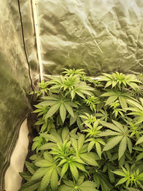 RS11 (Rainbow Sherbet). Week 5