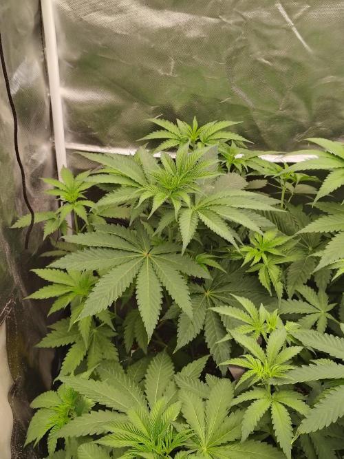 RS11 (Rainbow Sherbet). Week 5