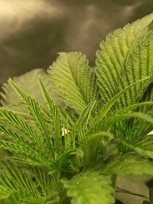 RS11 (Rainbow Sherbet). Week 5