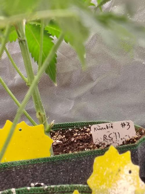 RS11 (Rainbow Sherbet). Week 5