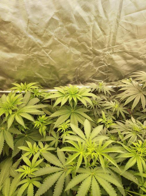 RS11 (Rainbow Sherbet). Week 5