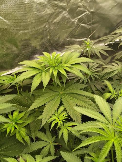 RS11 (Rainbow Sherbet). Week 5