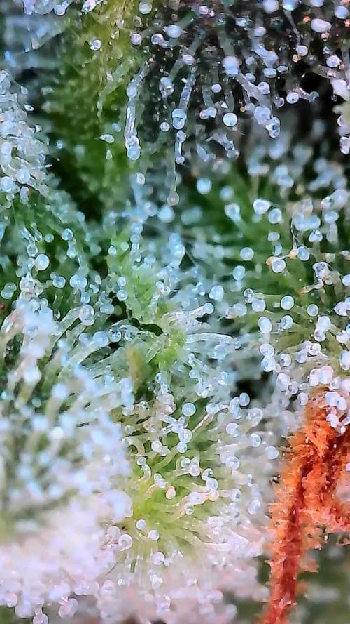 Blueberry Cookies. Week 11 - Chop day 77 for P1