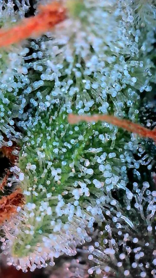 Blueberry Cookies. Week 11 - Chop day 77 for P1