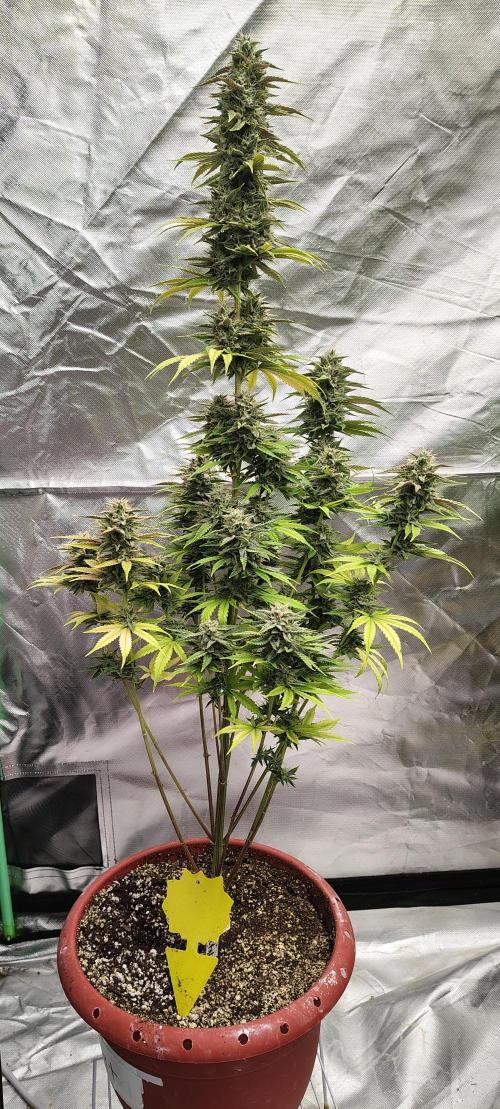 Face Fat (Run #2). Week 11