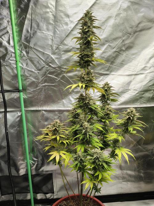 Face Fat (Run #2). Week 11