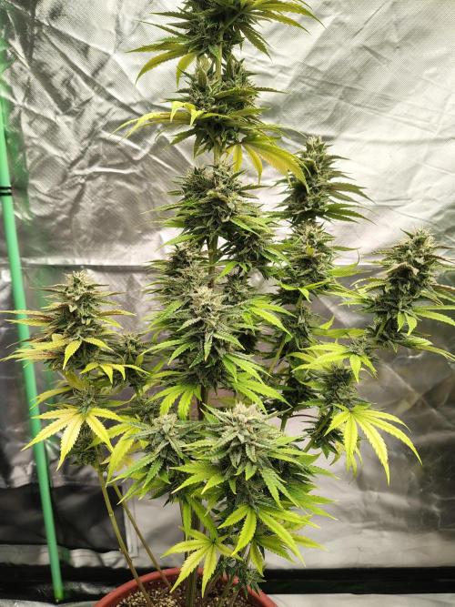 Face Fat (Run #2). Week 11