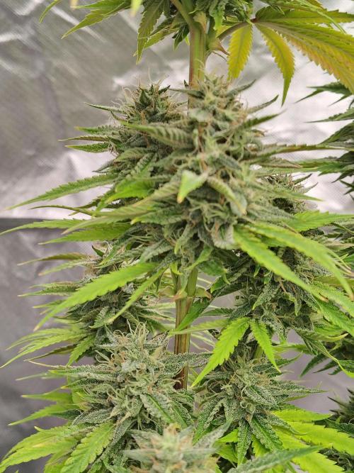 Face Fat (Run #2). Week 11