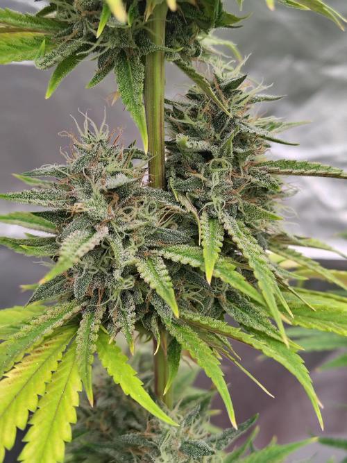 Face Fat (Run #2). Week 11