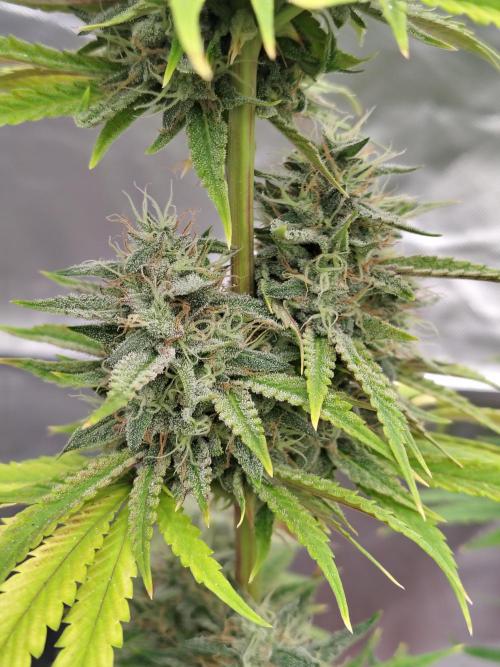 Face Fat (Run #2). Week 11