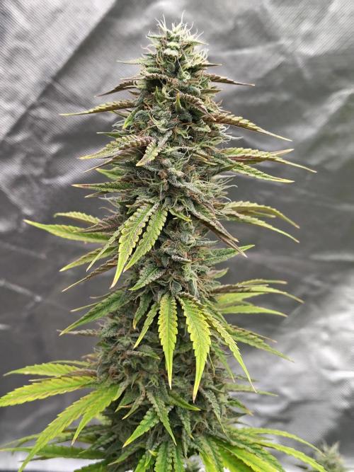 Face Fat (Run #2). Week 11