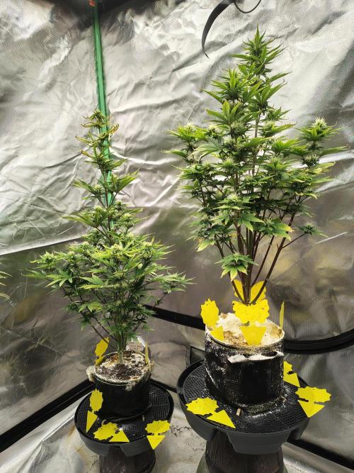 Juicy Blues Auto (Run #2). Week 8