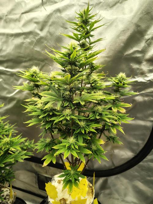 Juicy Blues Auto (Run #2). Week 8