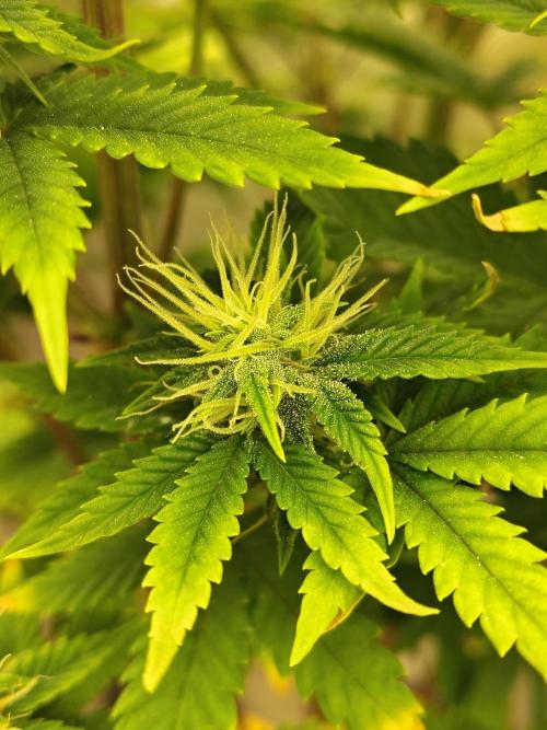 Juicy Blues Auto (Run #2). Week 8