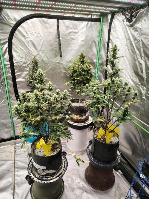 FrostBanger Auto. Week 7