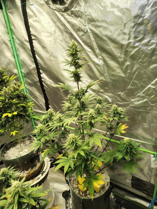 FrostBanger Auto. Week 7