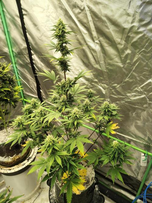 FrostBanger Auto. Week 7