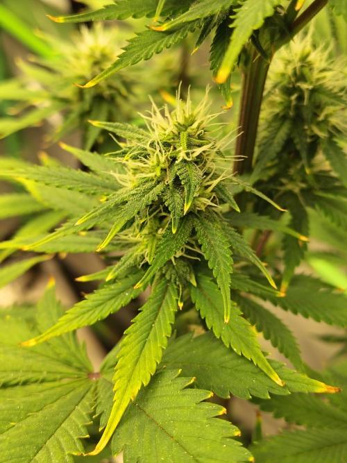 FrostBanger Auto. Week 7