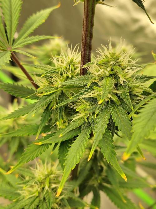 FrostBanger Auto. Week 7