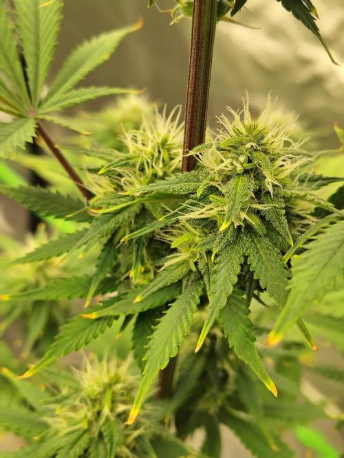 FrostBanger Auto. Week 7