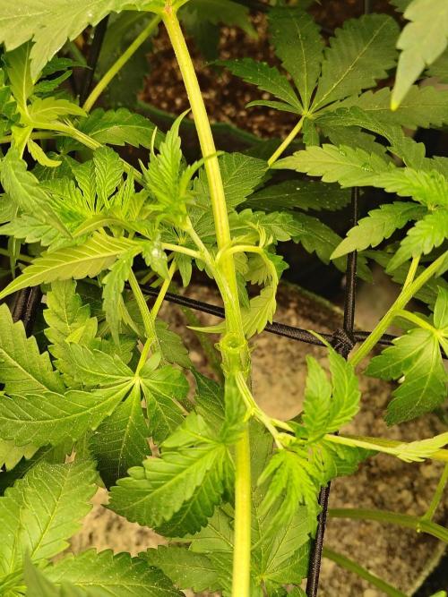 RS11 (Rainbow Sherbet). Week 5