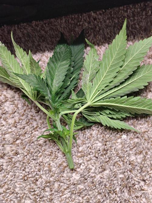 RS11 (Rainbow Sherbet). Week 5