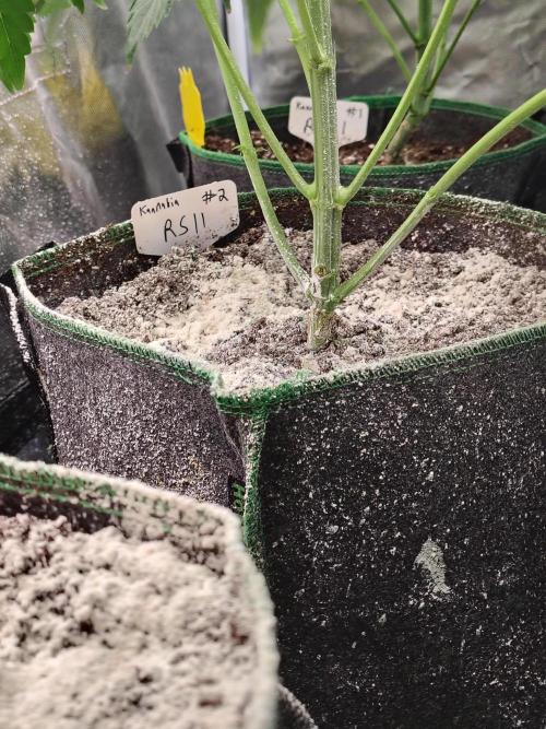 RS11 (Rainbow Sherbet). Week 5