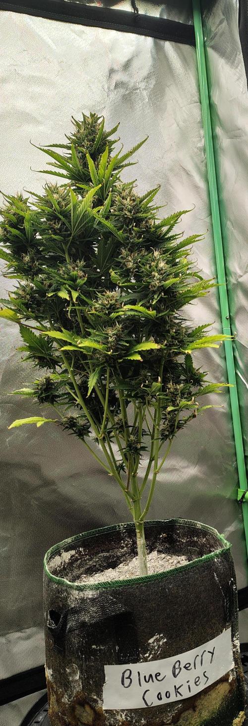 Blueberry Cookies. Week 11