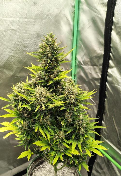 Blueberry Cookies. Week 11