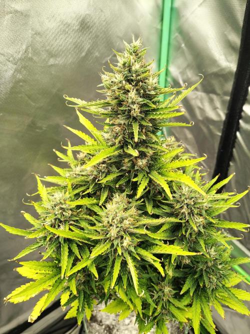 Blueberry Cookies. Week 11