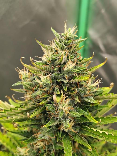 Blueberry Cookies. Week 11