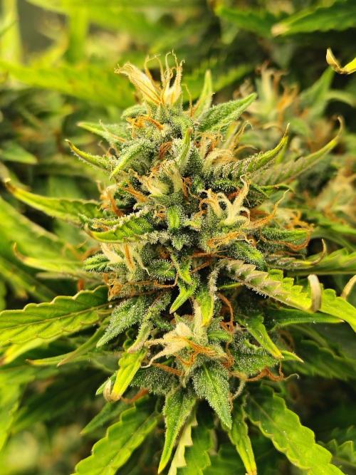 Blueberry Cookies. Week 11