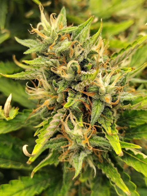 Blueberry Cookies. Week 11