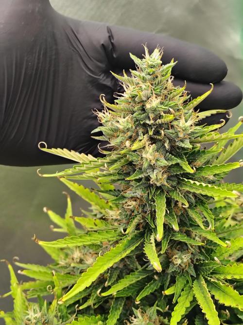 Blueberry Cookies. Week 11