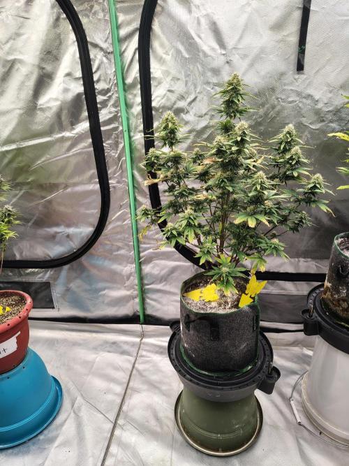 FrostBanger Auto. Week 7