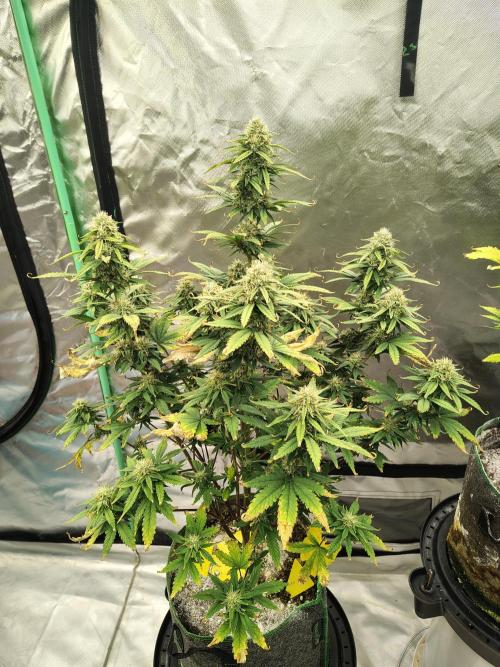 FrostBanger Auto. Week 7