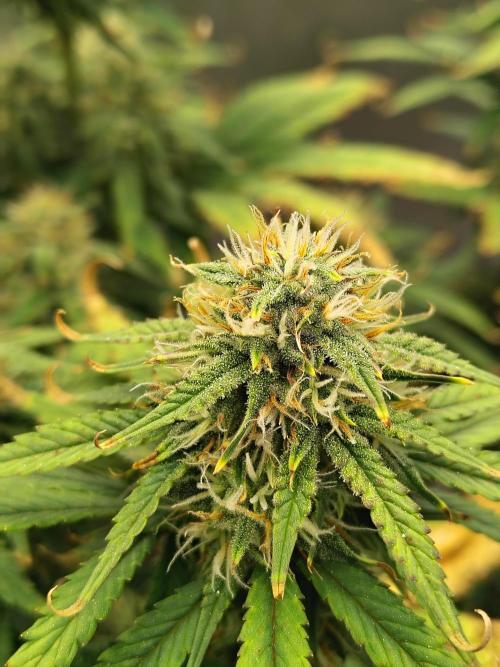 FrostBanger Auto. Week 7