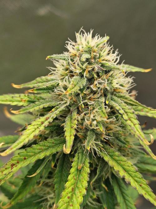 FrostBanger Auto. Week 7