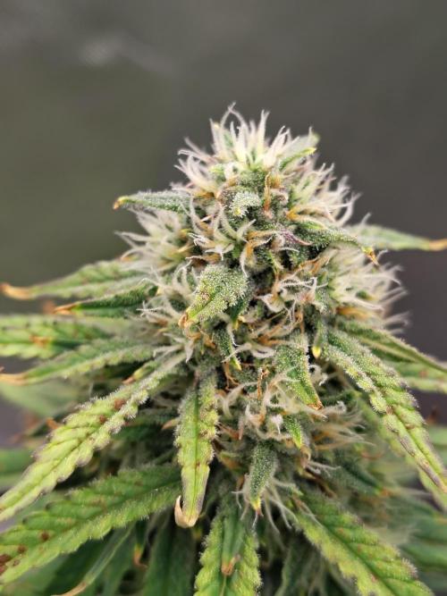 FrostBanger Auto. Week 7