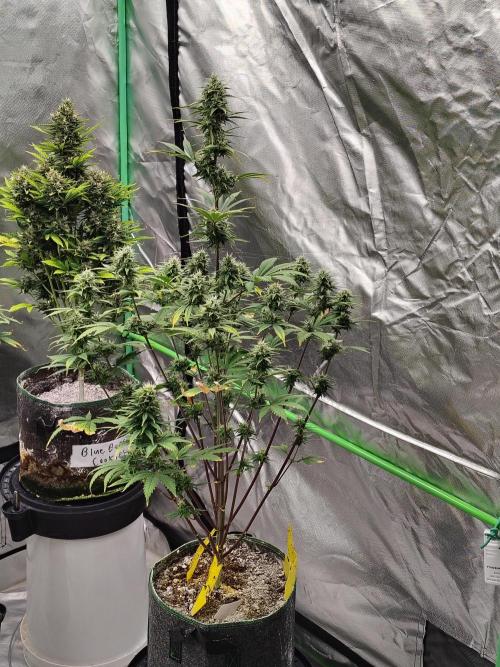 FrostBanger Auto. Week 7