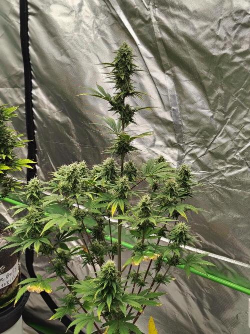 FrostBanger Auto. Week 7