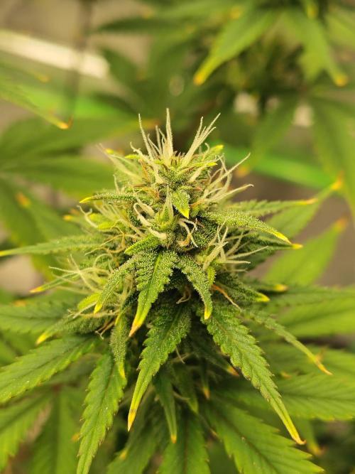 FrostBanger Auto. Week 7